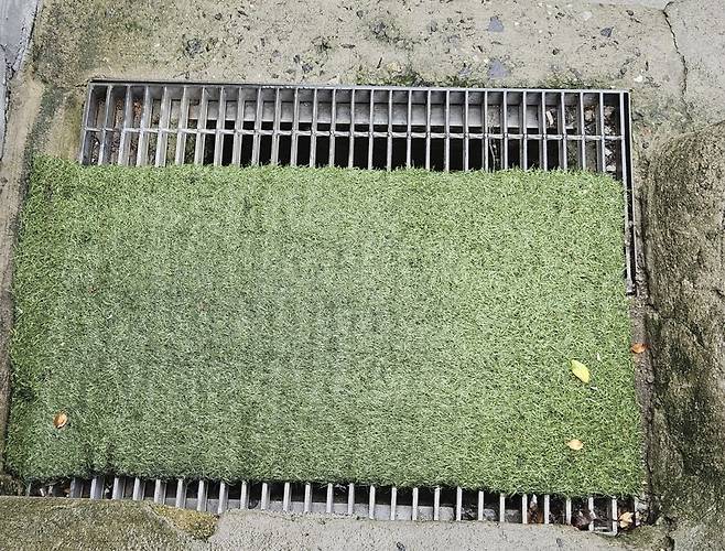 가림판을 올려둔 동작구 상도동 빗물받이 [촬영 정윤주]