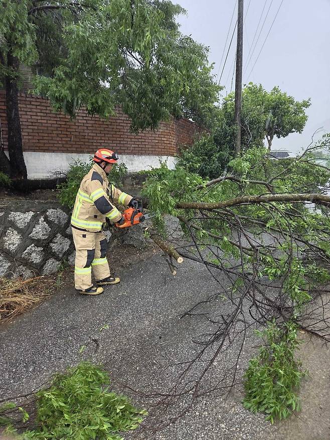 춘천 나무 전도 [강원특별자치도소방본부 제공. 재판매 및 DB 금지]