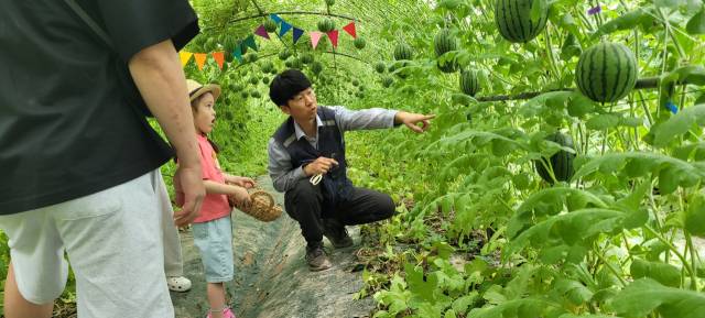 창원 대산면 갈전리 애플수박 농장 박재윤 대표가 수박 따기 체험에 참석한 가족에게 애플수박에 대해 설명하고 있다.