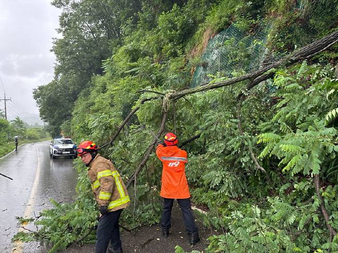 강원 내륙을 중심으로 호우 특보가 내려진 지난 20일 나무 전도, 미끄러짐 사고 등 피해가 잇따랐다. 강원특별자치도소방본부에 따르면 이날 오전 4시부터 오후 4시까지 들어온 호우피해 관련 119 신고는 철원 3건, 춘천 2건, 횡성 1건 등 총 6건으로 모두 나무 전도 관련 신고다. 사진은 춘천 도로에 전도된 나무. (사진=강원특별자치도소방본부)