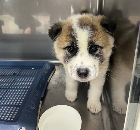 보호소 입소 당시 '쭈글 매튜'(서울동물복지지원센터 제공) ⓒ 뉴스1