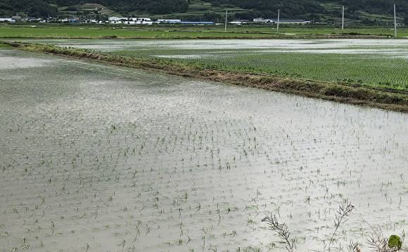 나주 벼 침수 피해  모습이다. [사진=전라남도 농업기술원]