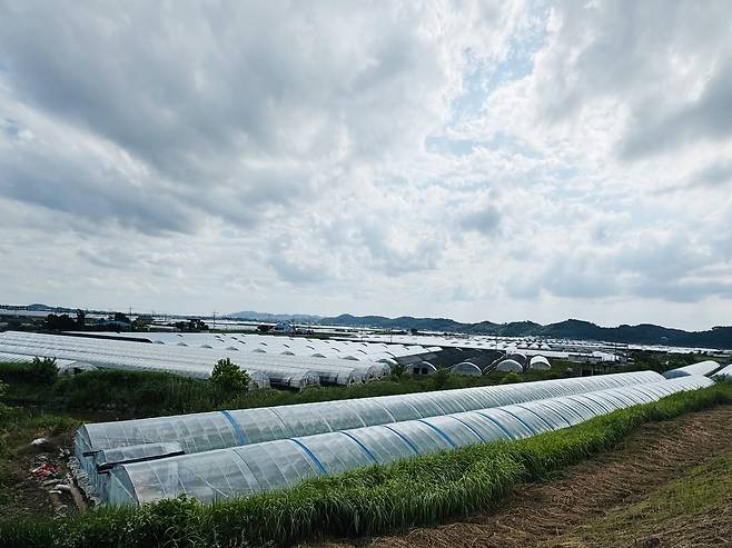 지난해 400㎜ 폭우로 침수 피해를 입었던 전북 익산시 망성면 비닐하우스 단지의 모습. 연합뉴스