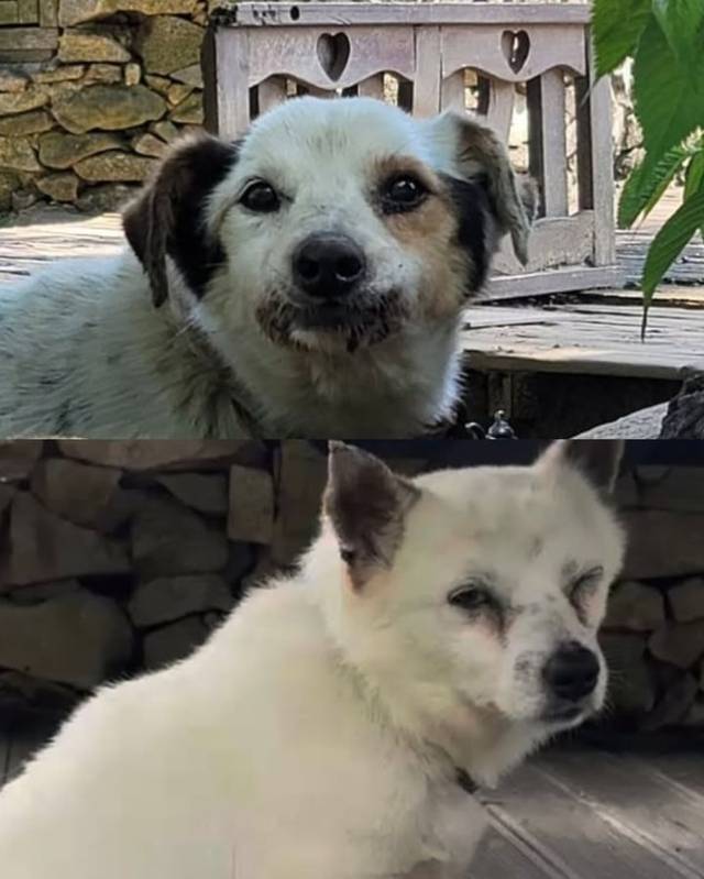 지난 8일 경남 거제에서 현역 군인 2명과 민간인 1명이 마당에서 기르는 반려견 네 마리를 향해 수천 발의 비비탄을 난사한 사건이 발생했다. 중상을 입은 반려견들. 비글구조네트워크 인스타그램 캡처