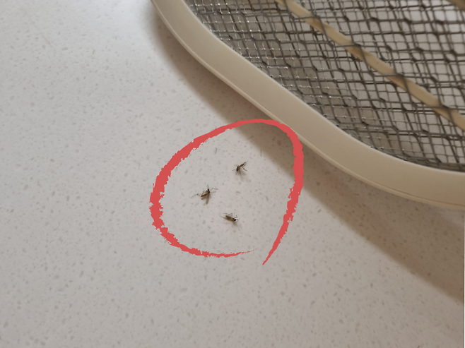 11월 말까지도 기승을 부리는 모기.[독자 제공]