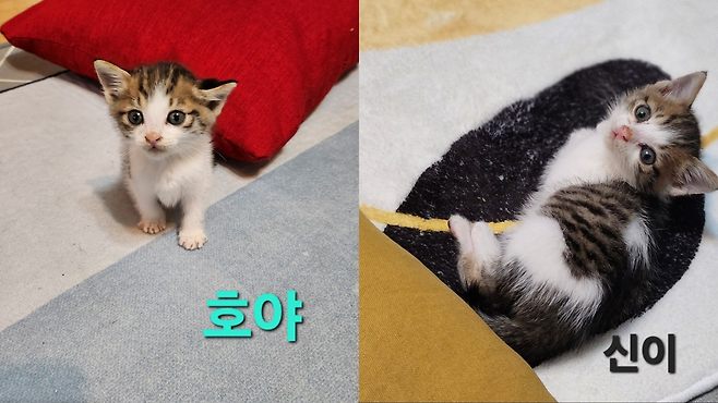 입양 가기 전 건강했던 고양이들의 모습. [동물자유연대 제공]