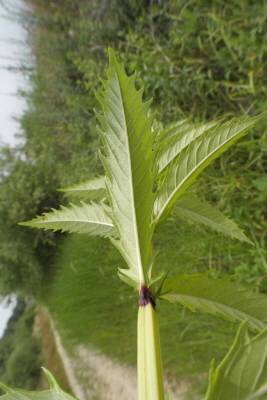 쉽싸리 잎은 아주 많이 나는데, 창 모양으로 가장자리에 톱니 모양이 특징이다.&nbsp;사진 = 국립수목원 홈페이지