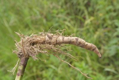 쉽싸리 추출물은 타박상이나 종기, 부스럼과 같은 피부트러블에도 사용되며, 화농성 염증이나 관절 부종을 감소하는 데 효과적인 것으로 알려졌다. 사진 = 국립수목원 홈페이지
