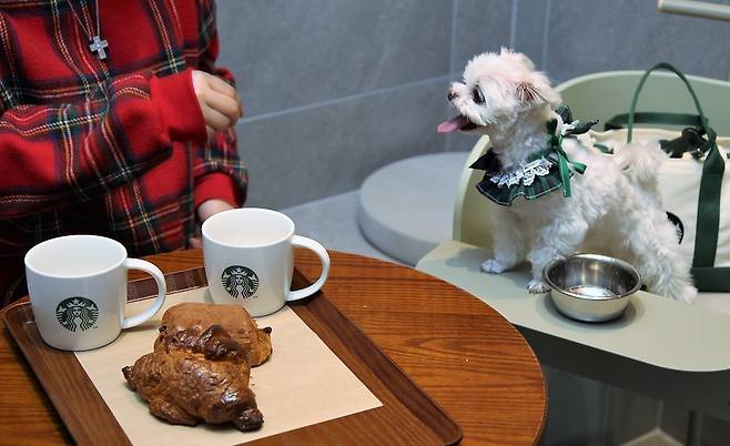 반려동물과 함께하는 카페 [스타벅스 제공. 재판매 및 DB 금지]