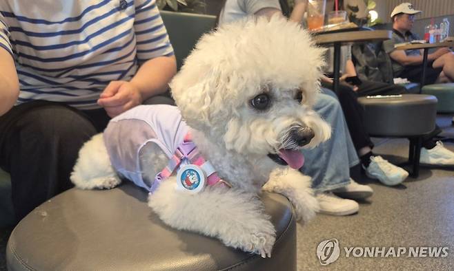 펫존 이용하는 강아지 (서울=연합뉴스) 이승연 기자 = 지난 19일 서울 마포구 경의선숲길에 위치한 할리스커피 펫 프렌들리 매장을 찾은 강아지가 앉아있는 모습. 2025.6.21 winkite@yna.co.kr