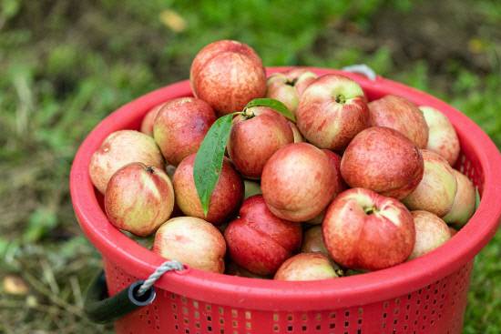 신비 복숭아.<광주일보 자료사진>