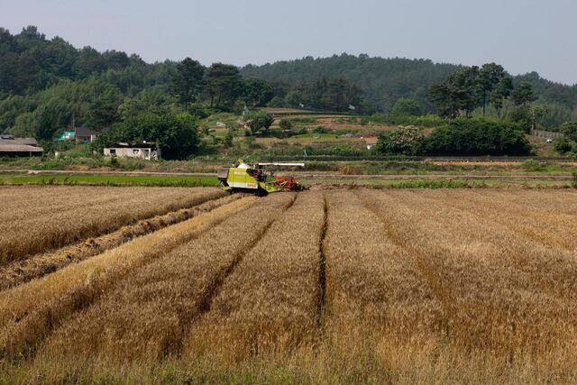 군산시 대야면 보리 수확 장면./사진제공=군산시