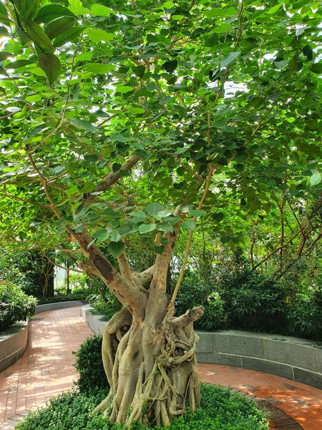 석가모니가 나무 그늘에서 성불했다는 인도보리수.