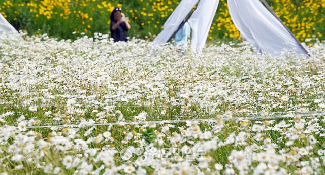 ▲ 지난 10일 춘천 신북읍의 한 카페에 데이지 꽃과 금계국이 만개해 아름다운 자태를 뽐내고 있다. 방도겸 기자