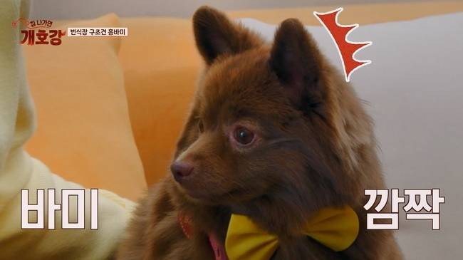 사진=JTBC ‘집 나가면 개호강’