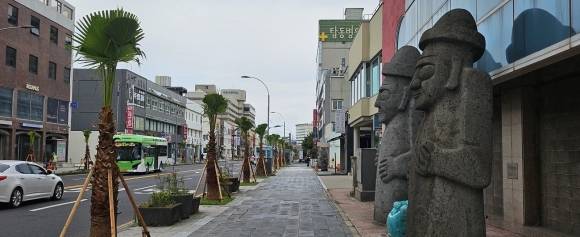 제주시가 최근 15m이상 자란 워싱턴 야자수를 뽑아내고 3m크기의 워싱턴야자수를 다시 심었다. 제주 강동삼 기자