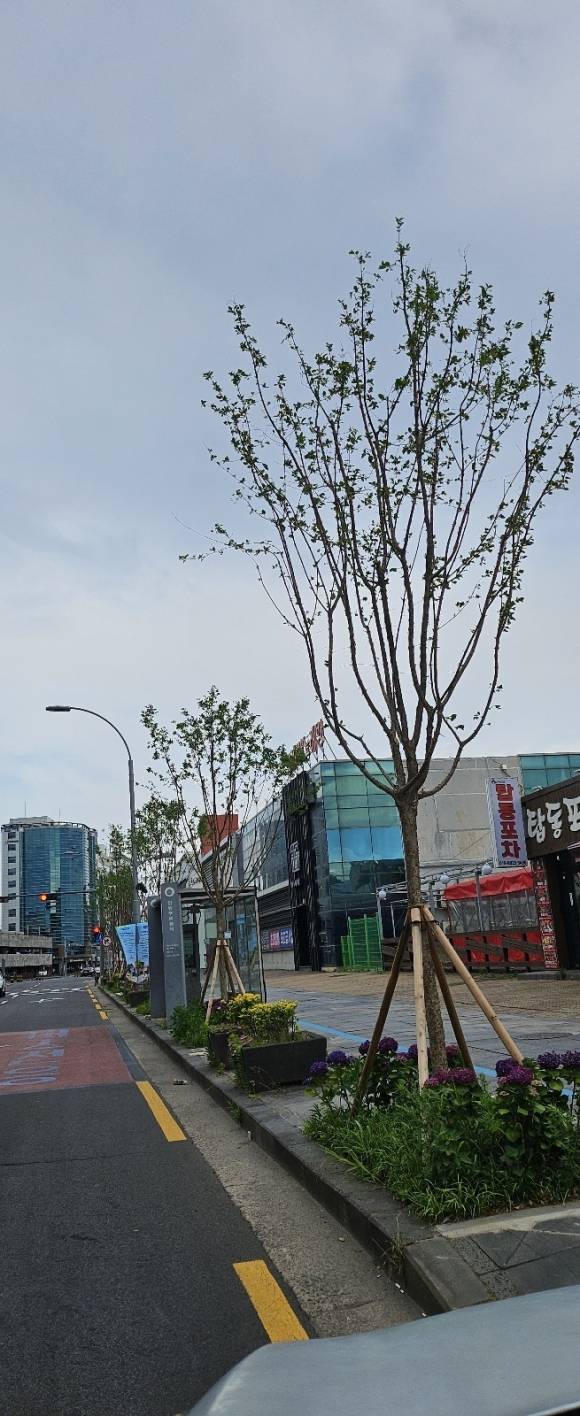 제주시는 최근 제주항으로 가는 임항로에 있던 워싱턴야자수를 제거하고 그 자리에 이팝나무 49그루를 심었다. 제주 강동삼 기자