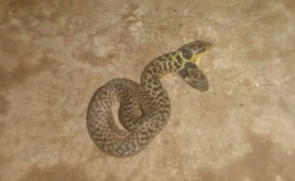 볼리비아의 14살 소년이 길에서 찍은 샴쌍둥이 뱀. 리두노 캡처