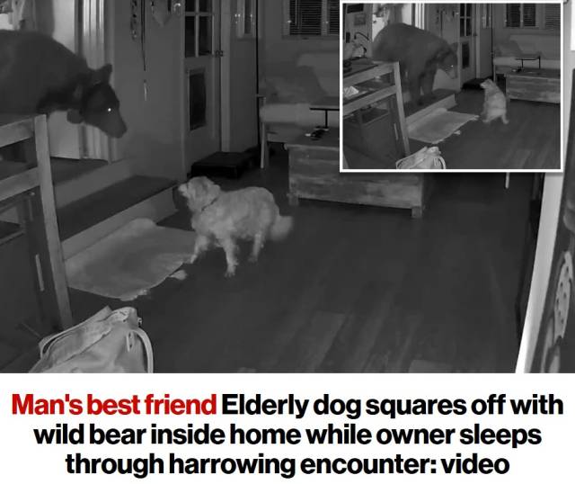 뉴욕포스트 홈페이지 캡처