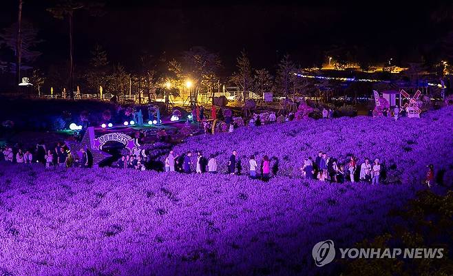달빛에 더 짙은 보랏빛 라벤더 [연합뉴스 자료사진]