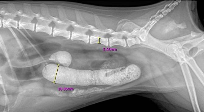 내원 당시 호두의 엑스레이 검사 결과, 소장이 비정상적으로 확장된 상태(온동물의료센터 제공) ⓒ 뉴스1
