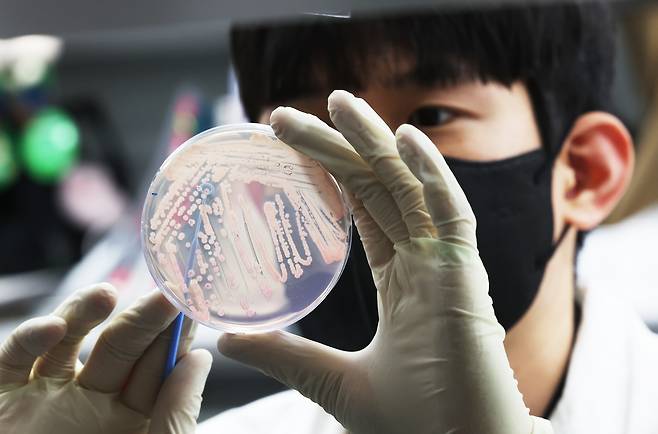 지난 달 19일 경기도 수원시 권선구 경기도보건환경연구원에서 연구원들이 식중독균 배양분리작업을 시연하고 있다. /연합뉴스