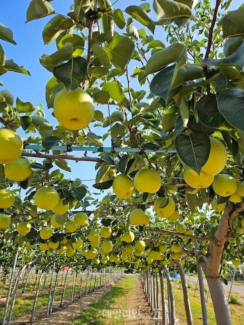 전남 나주 배연구센터에서 배 무봉지 재배 연구를 하고 있다. ⓒ농촌진흥청