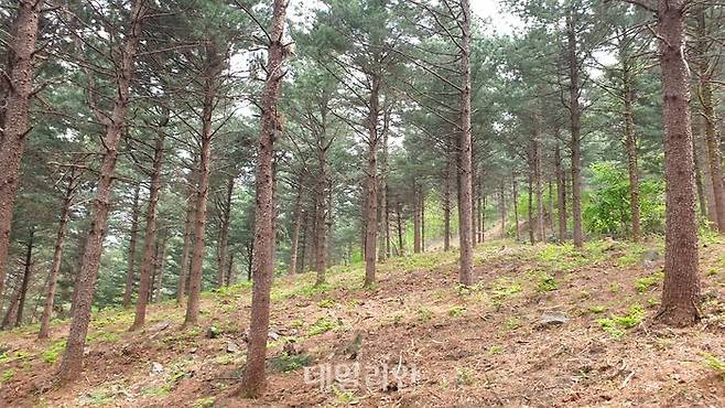 영주관리소 산불예방 숲가꾸기 사업 후. ⓒ산림청