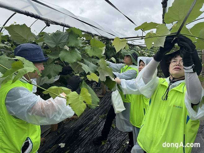 농협중앙회 소속 직원들이 20일 경기도 화성 포도 농가에서 포도나무 순치기를 하고 있다.&nbsp; &nbsp;