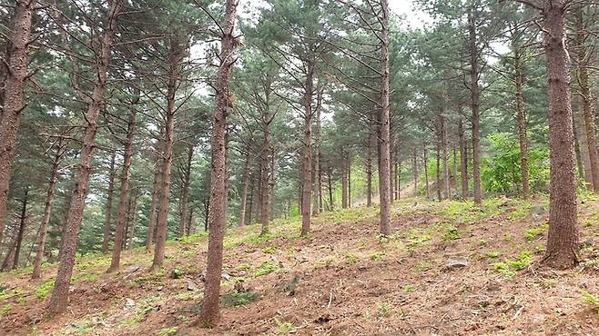 영주관리소 '산불예방 숲가꾸기' 사업 이후 모습.
