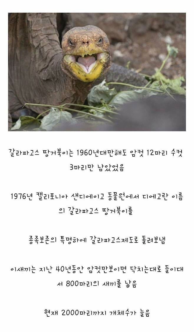 Internet_20250623_200017.jpeg 종족 보존을 해낸 영웅 .jpg