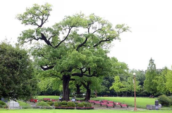 달성공원과 동물원으로 이용돼 온 달성토성 일대. 중앙포토.