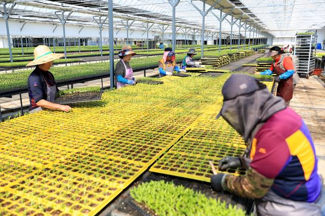 ▲ 인제군이 최초로 도입해 시행한 ‘농자재 반값 지원사업’ 이 강원도를 넘어 전국으로 확대되며 농가소득 향상에 효자 노릇을 하고 있다. 최근 인제군 북면의 한 농가에서 인제군이 반값을 지원한 원예용 성토를 활용해 꽃 모종을 심고 있다. 인제군 제공