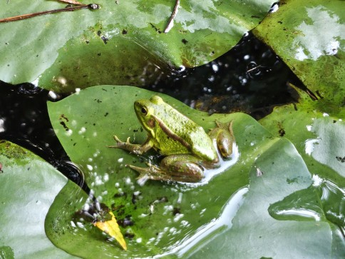 금개구리 성체. 국립생태원 제공