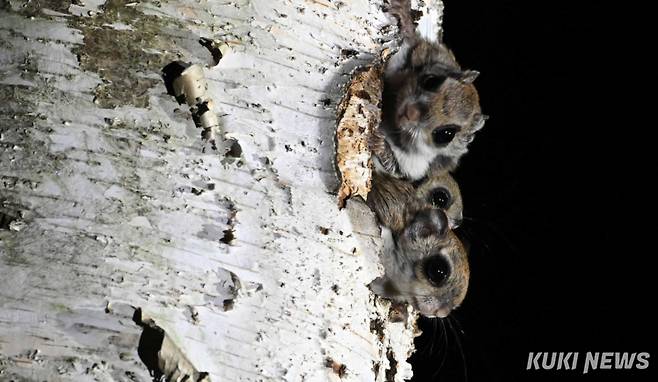 ‘신기한 바깥세상’어둠이 내리자 자작나무 속에서 살고 있는 하늘다람쥐 새끼들이 둥지 밖으로 얼굴을 내밀고 신기한 듯 숲 속 여기저기를 살피고 있다.
