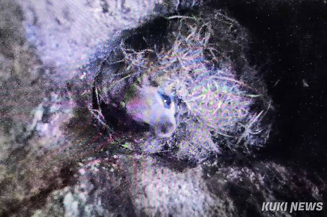 ‘갓 태어난 하늘 다람쥐’자작나무 속에서 태어난 하늘다람쥐 새끼 모습. 보금자리는 나무의 구멍에 나무껍질이나 풀잎 등을 모아서 만드는 경우와 나뭇가지 위에 마른 가지와 잎을 모아서 만드는 경우가 있는데 모두 구형(球型)으로 만든다. (생태사진가 엄춘식 제공)