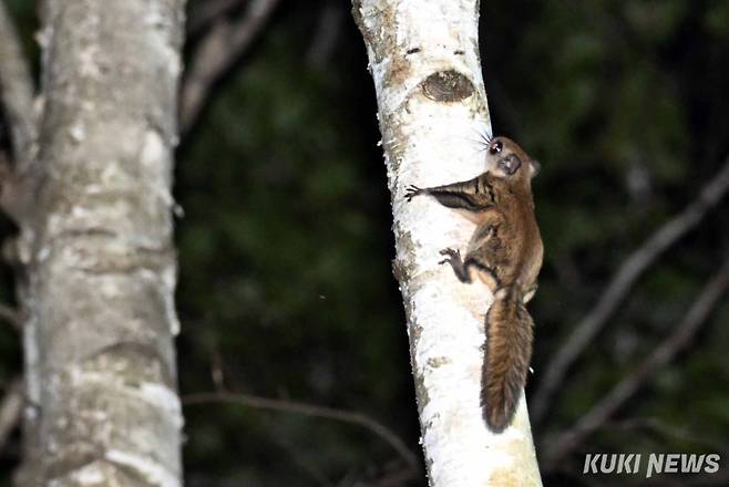 하늘다람쥐는 사계절 중 봄에 태어나는 3~6마리 가량의 새끼들은 약 10주 동안 어미의 보호를 받고 독립하여 나무 위에서 평균 15년의 수명을 보낸다. 쥐가 2~7년, 다람쥐나 청설모가 5~10년을 사는 것을 생각하면 설치류치고는 꽤 장수하는 편이다.