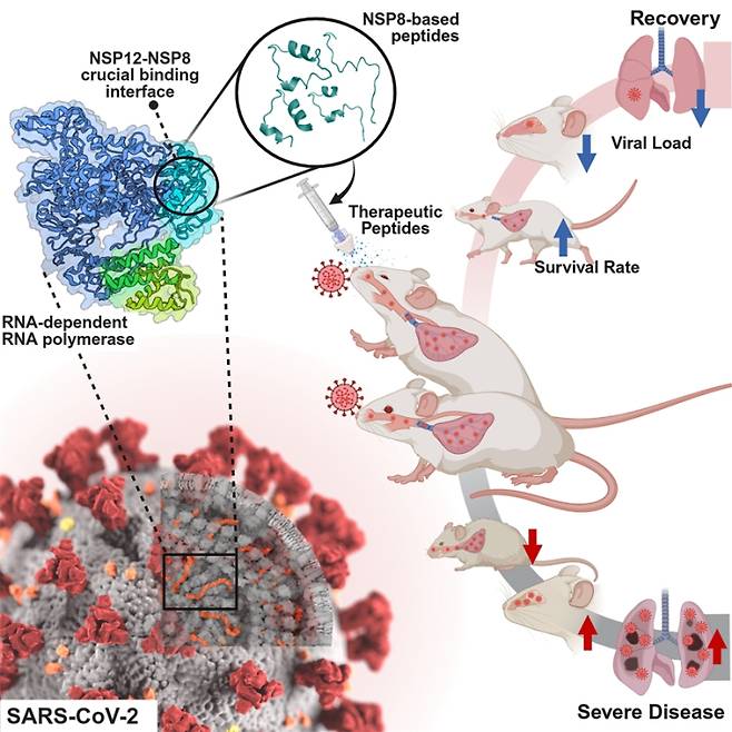 펩타이드 기반 코로나19 치료제 개념도.코로나19 바이러스(SARS-CoV-2)의 RNA 복제 효소(RdRp)는 NSP12와 NSP8 단백질이 결합하여 복합체를 형성해야 정상 작동할 수 있다. 이 결합 부위(NSP12–NSP8 인터페이스)를 차단하는 NSP8 유래 펩타이드는 바이러스 복제 효소의 복합체 형성을 방해한다. 비강 투여된 펩타이드는 실험쥐 모델에서 폐 병변 감소, 생존율 증가, 바이러스 감소 등의 효과를 나타냈다. IBS