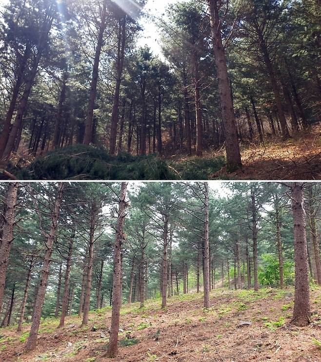 영주관리소 산불예방 숲가꾸기 사업 전(위)과 후(아래). 산림청