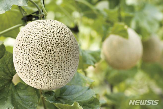 곡성멜론/뉴시스