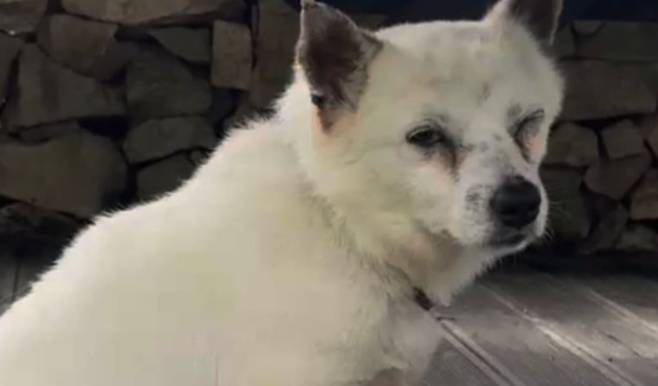 피해를 입은 강아지. 온라인 커뮤니티 캡처