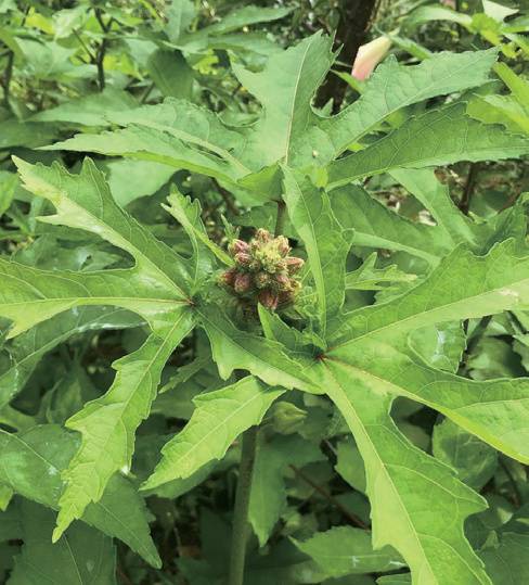 식용이 가능한 금화규잎은 5~6월부터 20일 간격으로 수확할 수 있다.