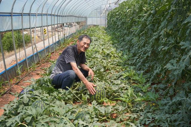 전남 영암에서 수박농사 65년 경력을 지닌 양유복 전 도포농협 조합장이 농가의 고질병인 ‘농부병’ 예방에 도움이 되는 수박 수직재배법을 선보여 주목받고 있다.