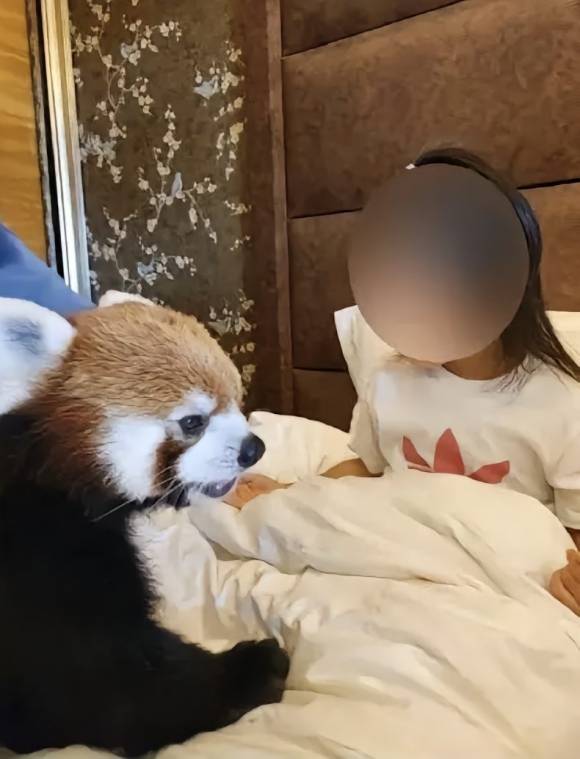 객실 침대로 올라가 투숙객과 접촉하는 레서판다. 더우인 캡처