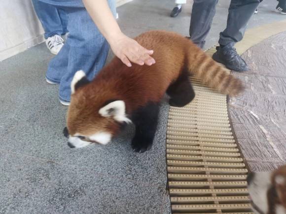 호텔 측은 레서팬더가 인근 동물원에서 ‘대여한 개체’라고 주장했다. 더우인 캡처
