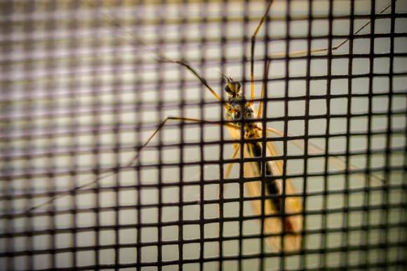 모기 자료사진. 123rf.com