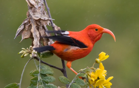 하와이 토종 조류인 꿀먹이새 자료사진. 미국 조류 보호협회 제공