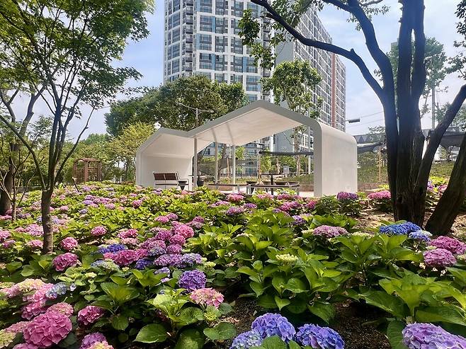 대구 서구 수국 테마정원 ⓒ대구 서구청