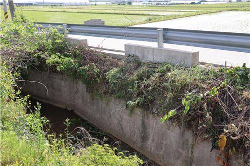 사고가 난 농수로에 수풀이 뒤엉켜 있다. [촬영 나보배]