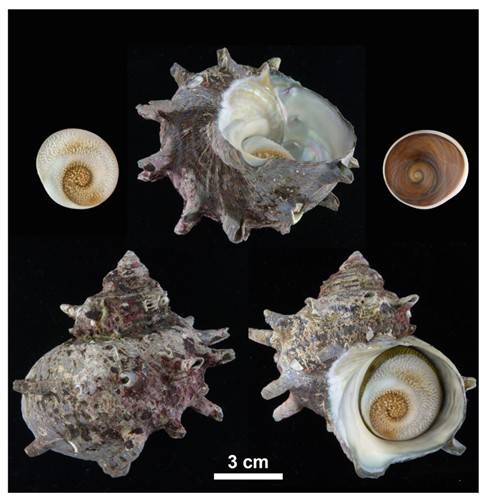 실험에 사용한 소라 [KIOST 제공]